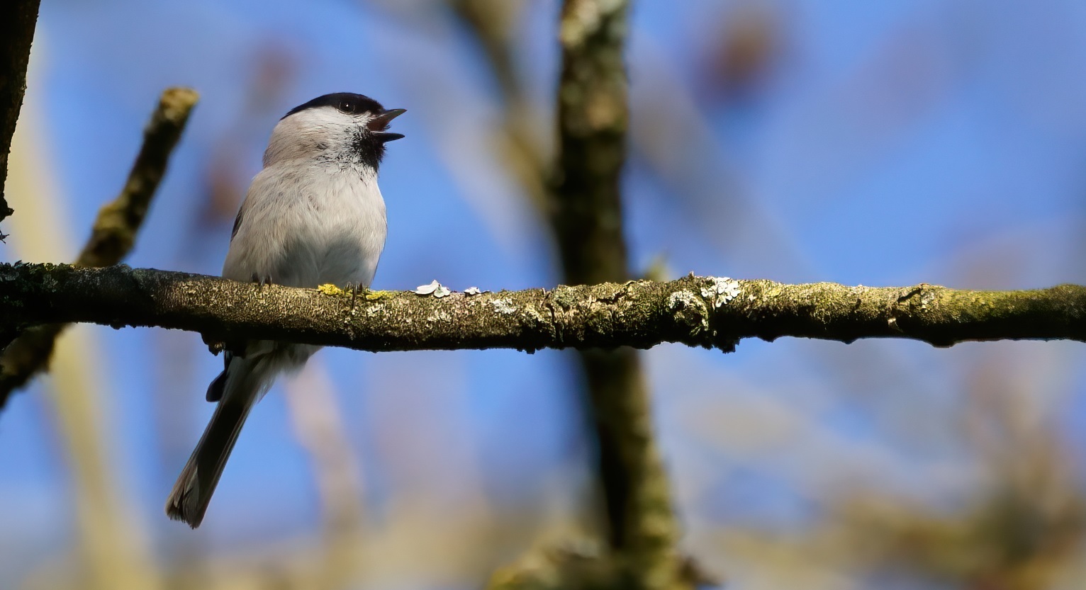 mésange_nonnette_4avril2020_05.jpg