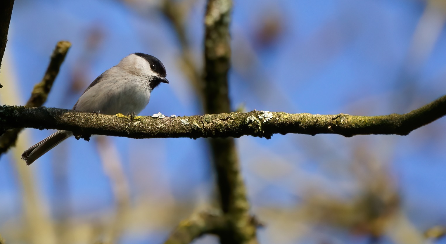 mésange_nonnette_4avril2020_04.jpg
