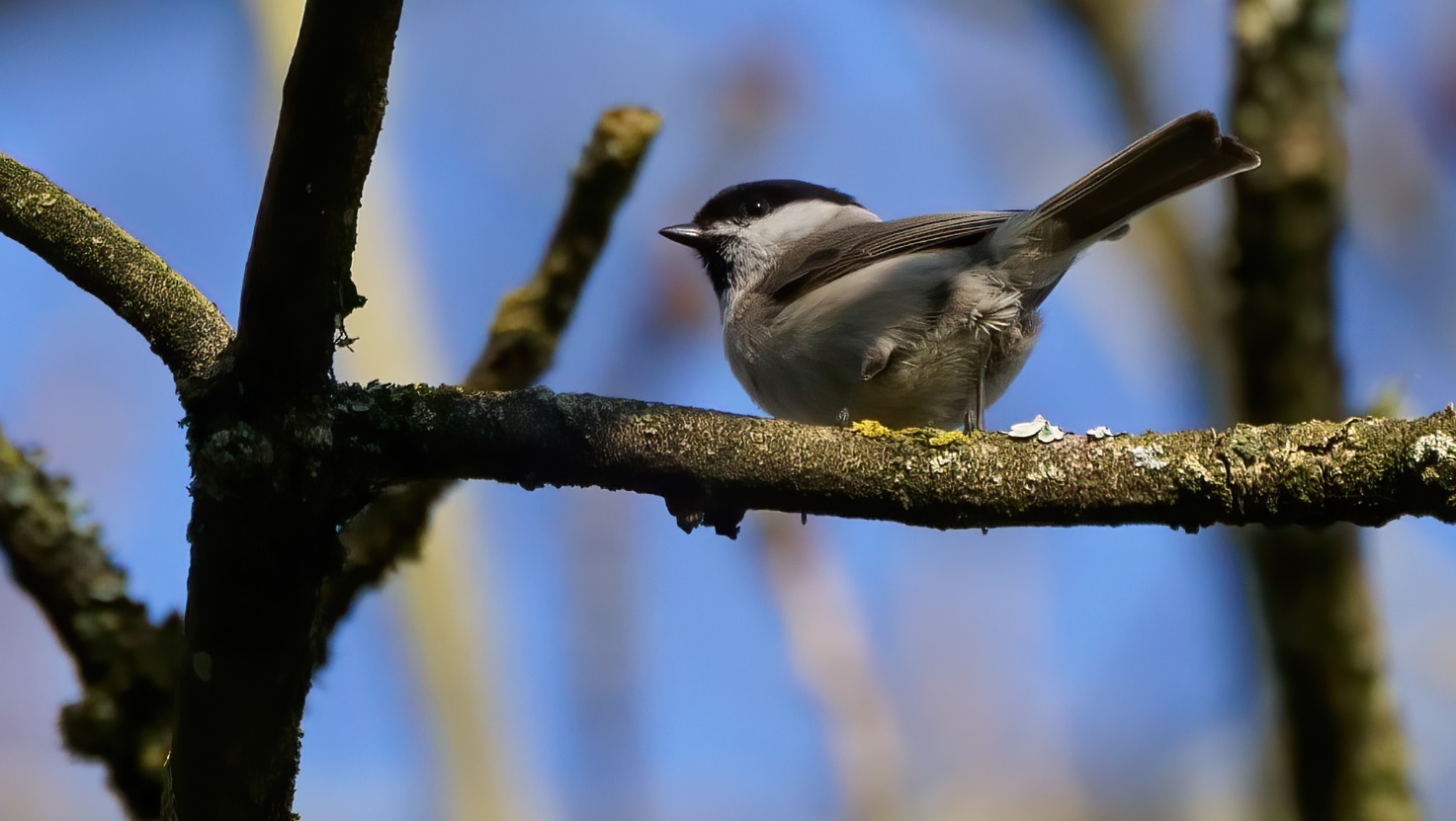 mésange_nonnette_4avril2020_03.jpg