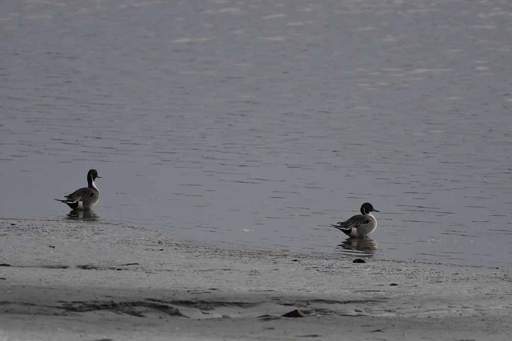 DSC_6195 - Copie.jpg