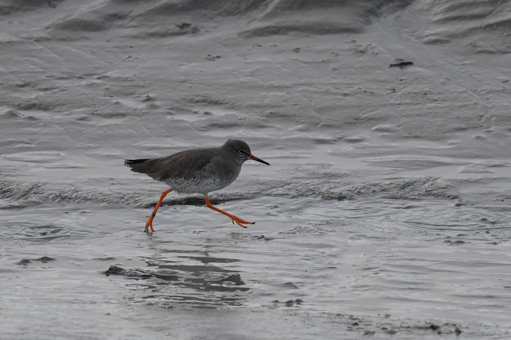 DSC_6049 - Copie.jpg