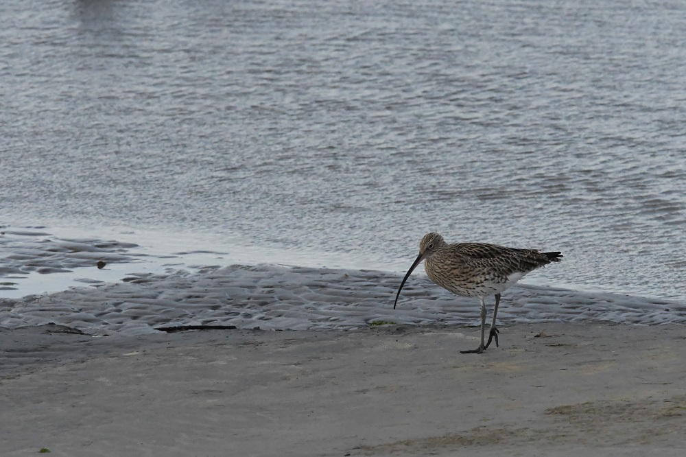 DSC_6016 - Copie.jpg