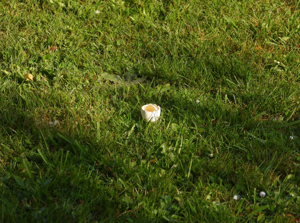 oeuf.jpg