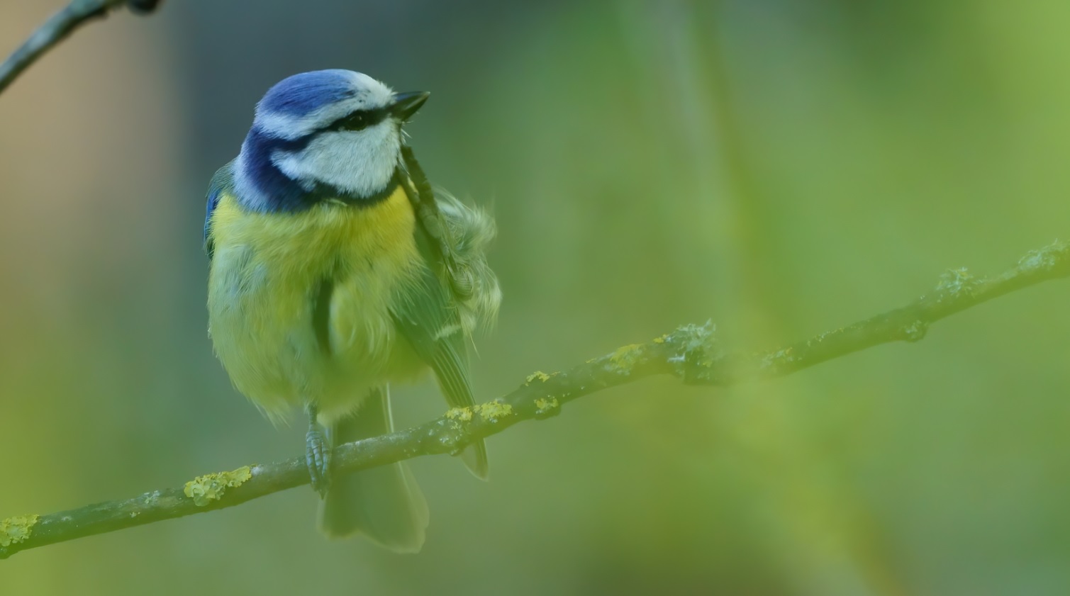 mésange_bleue_14avril2020_02.jpg