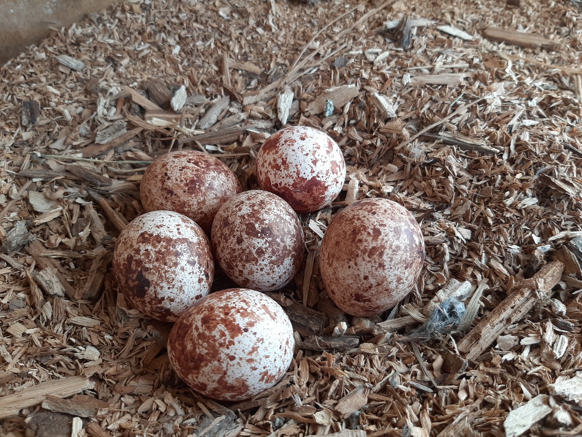 6 oeufs 16-04-2020.jpg