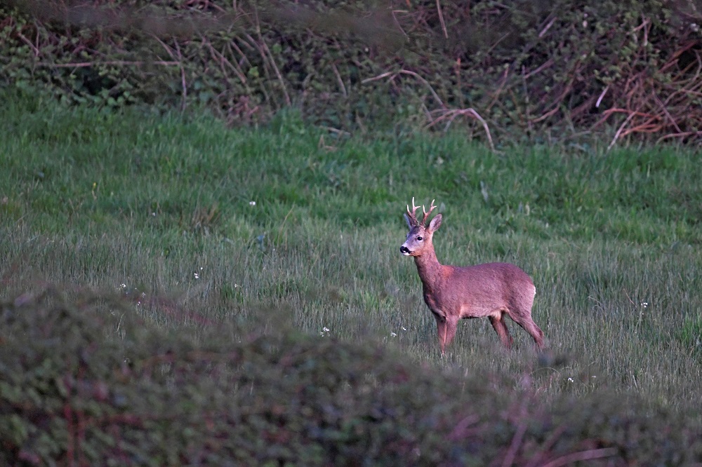 _DSC5254 - Copie.jpg