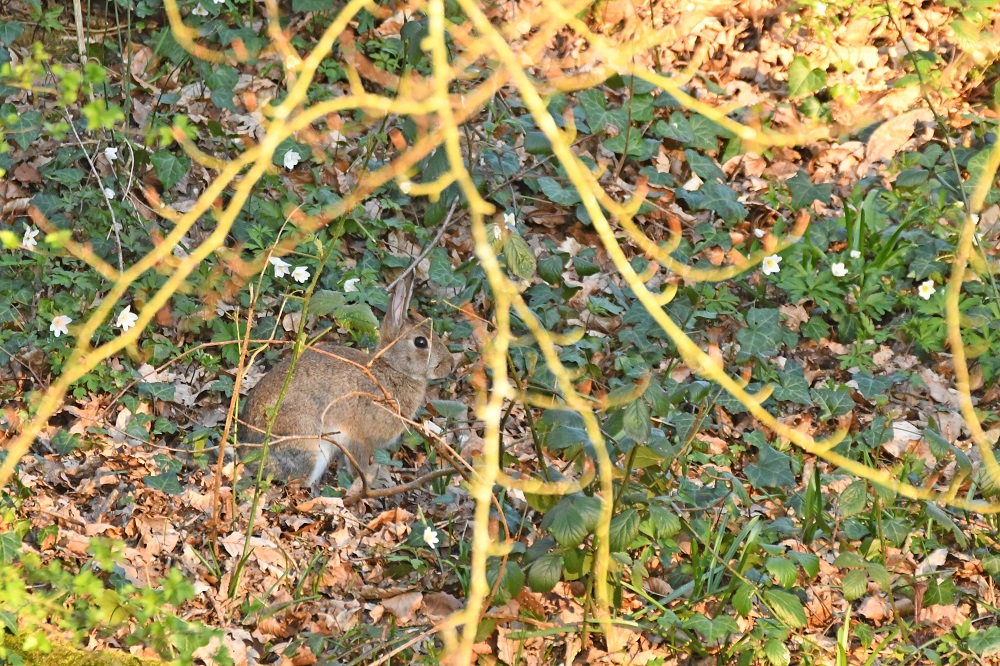 DSC_9291 - Copie.jpg