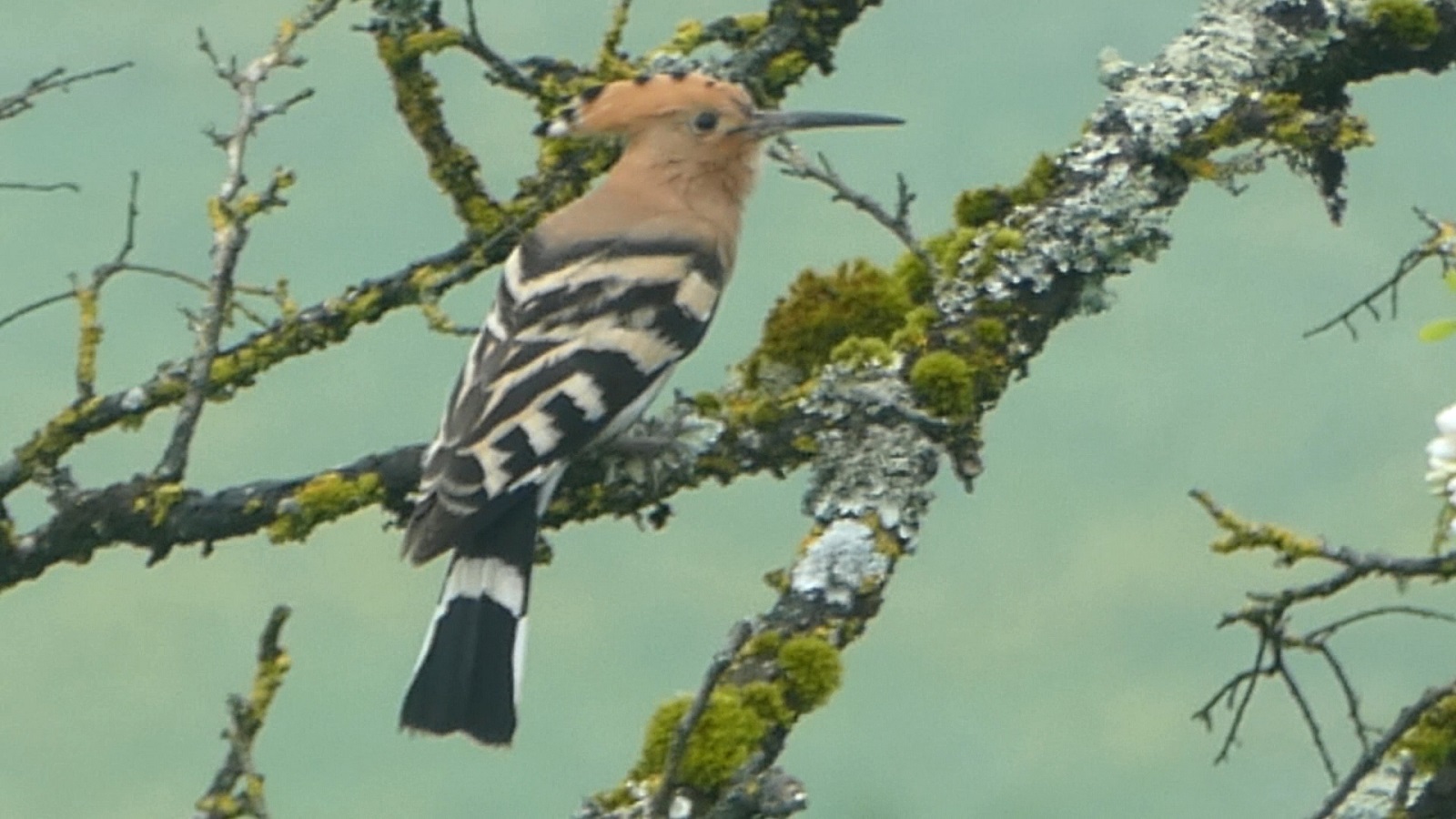 huppe 22 04 2020red.jpg