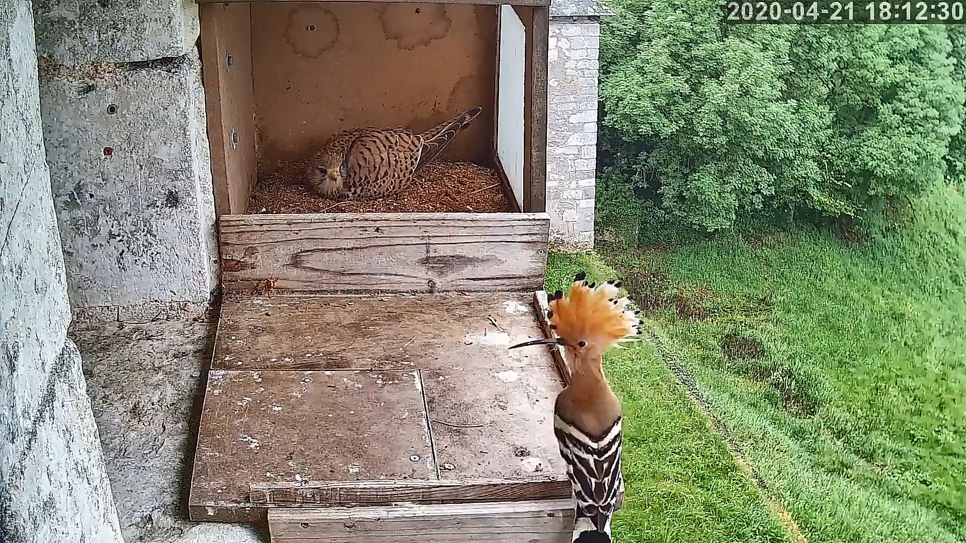 crécerelle et huppe 21 04 2020.jpg