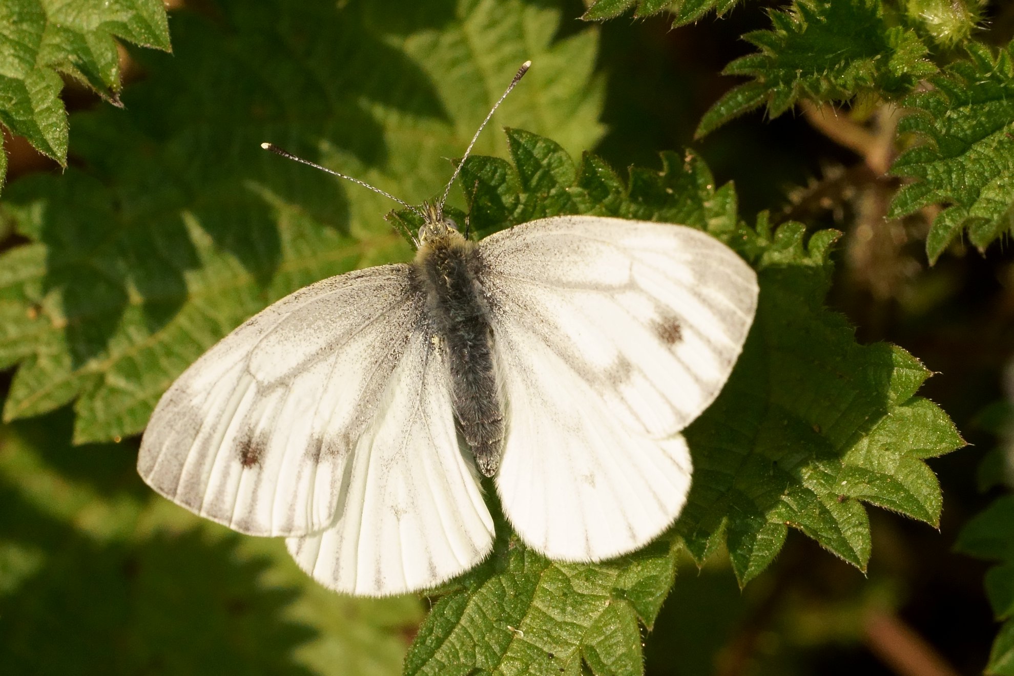 Piéride du navet (Pieris napi) Green-veined White_facebook.jpg
