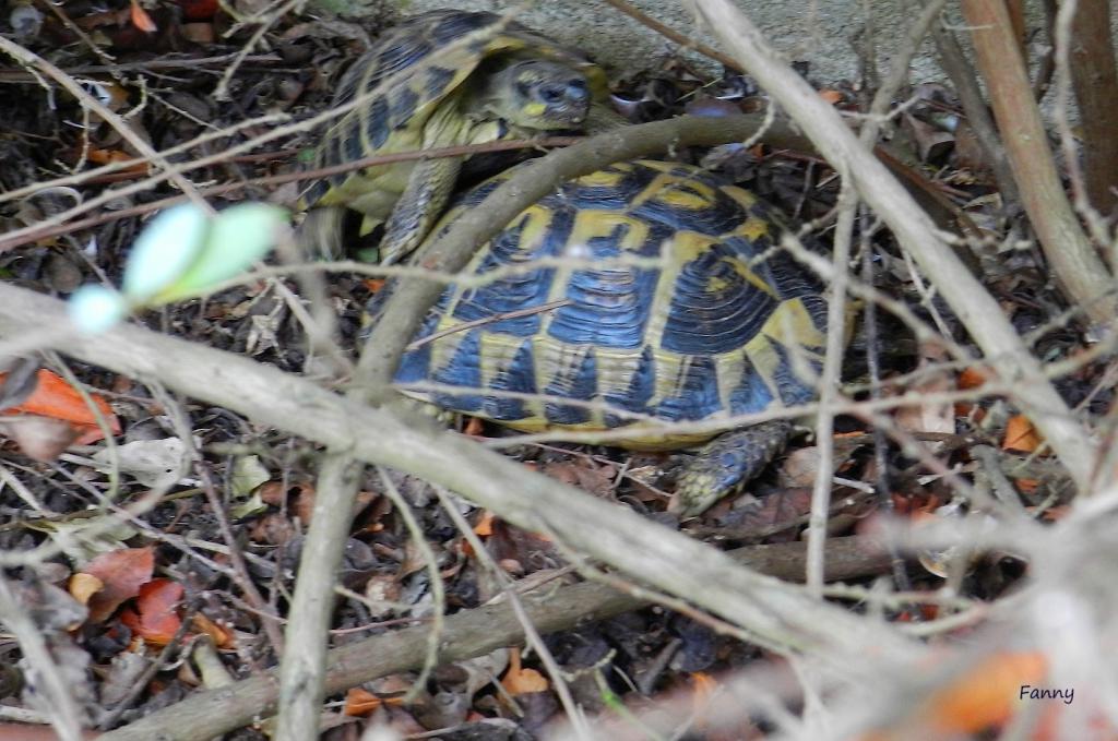 tortues-sign-e-dscn7767-4cde864.jpg
