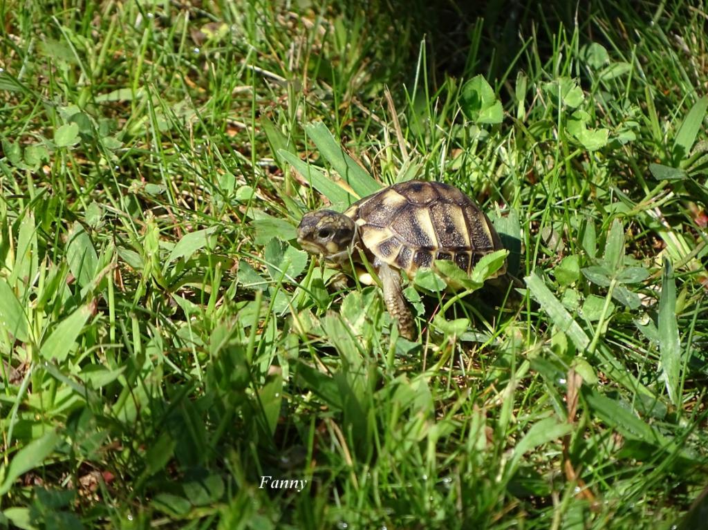 b-b-tortue-25-sep...dsc02118-507e1f2.jpg