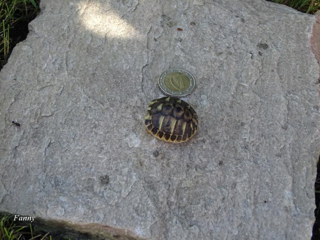 b-b-tortue-25-sep...dsc02112-507e1e0.jpg