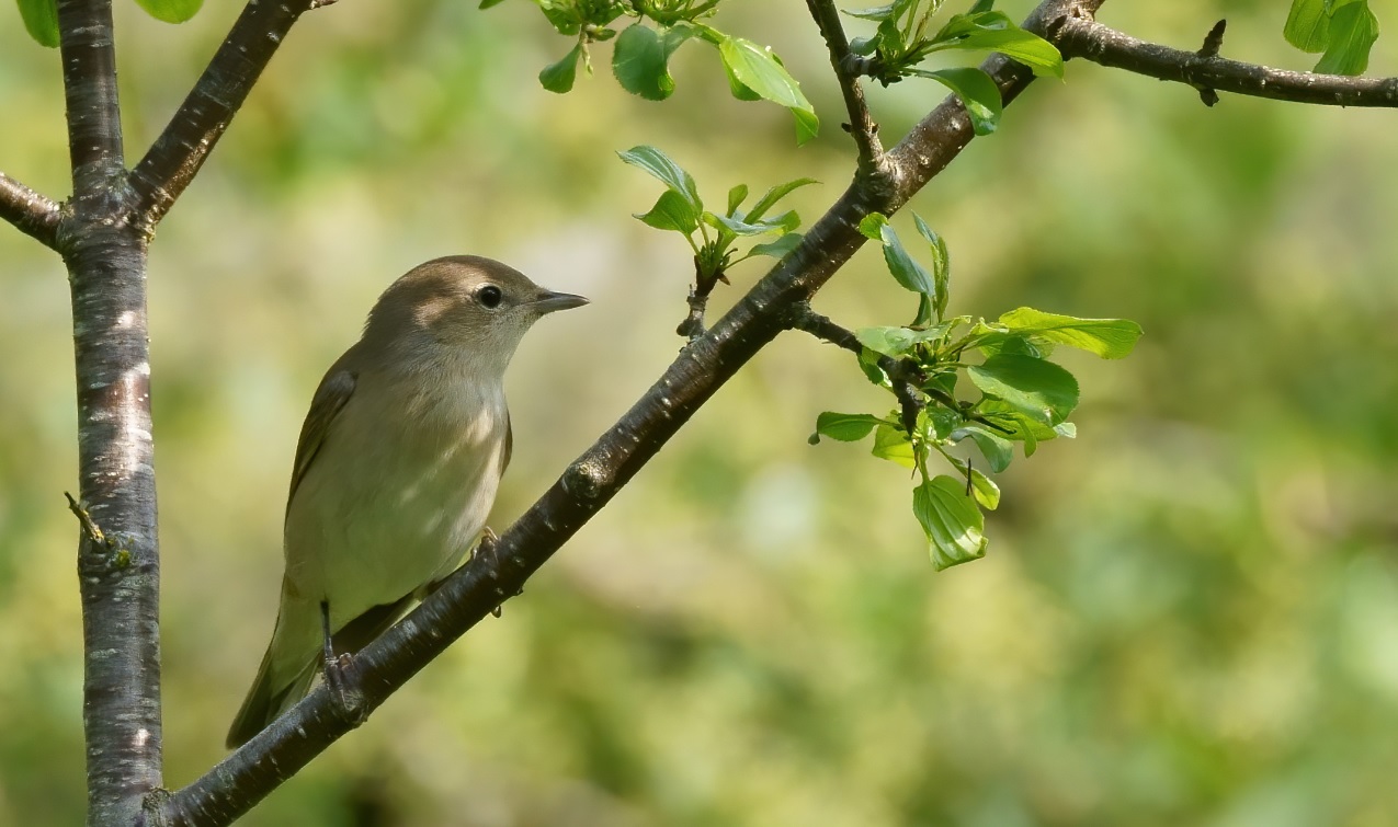 fauvette_des_jardins_24avril2020.jpg