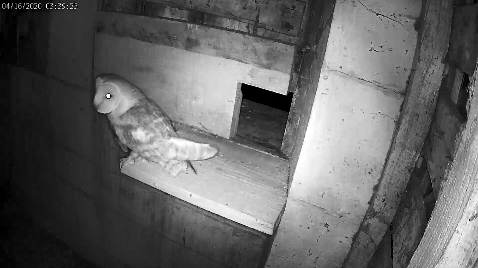 effraie grenier 16 04 2020.jpg