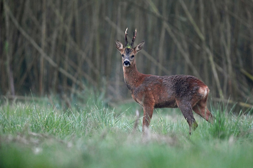 _DSC5809 - Copie.jpg