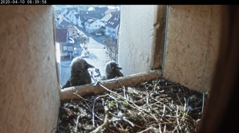 Dettingen_20200410.png