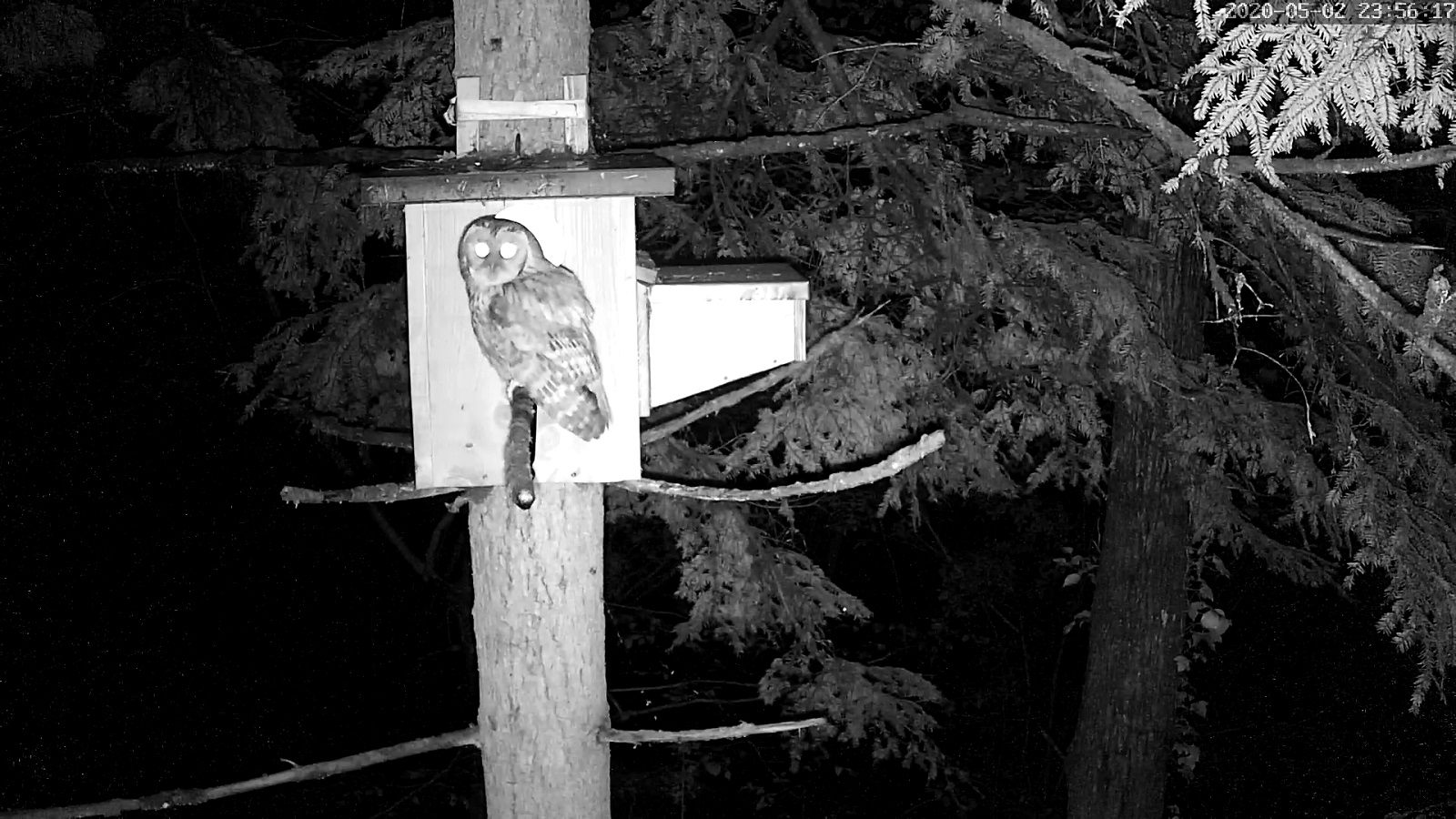 hulotte 02 05 2020.jpg