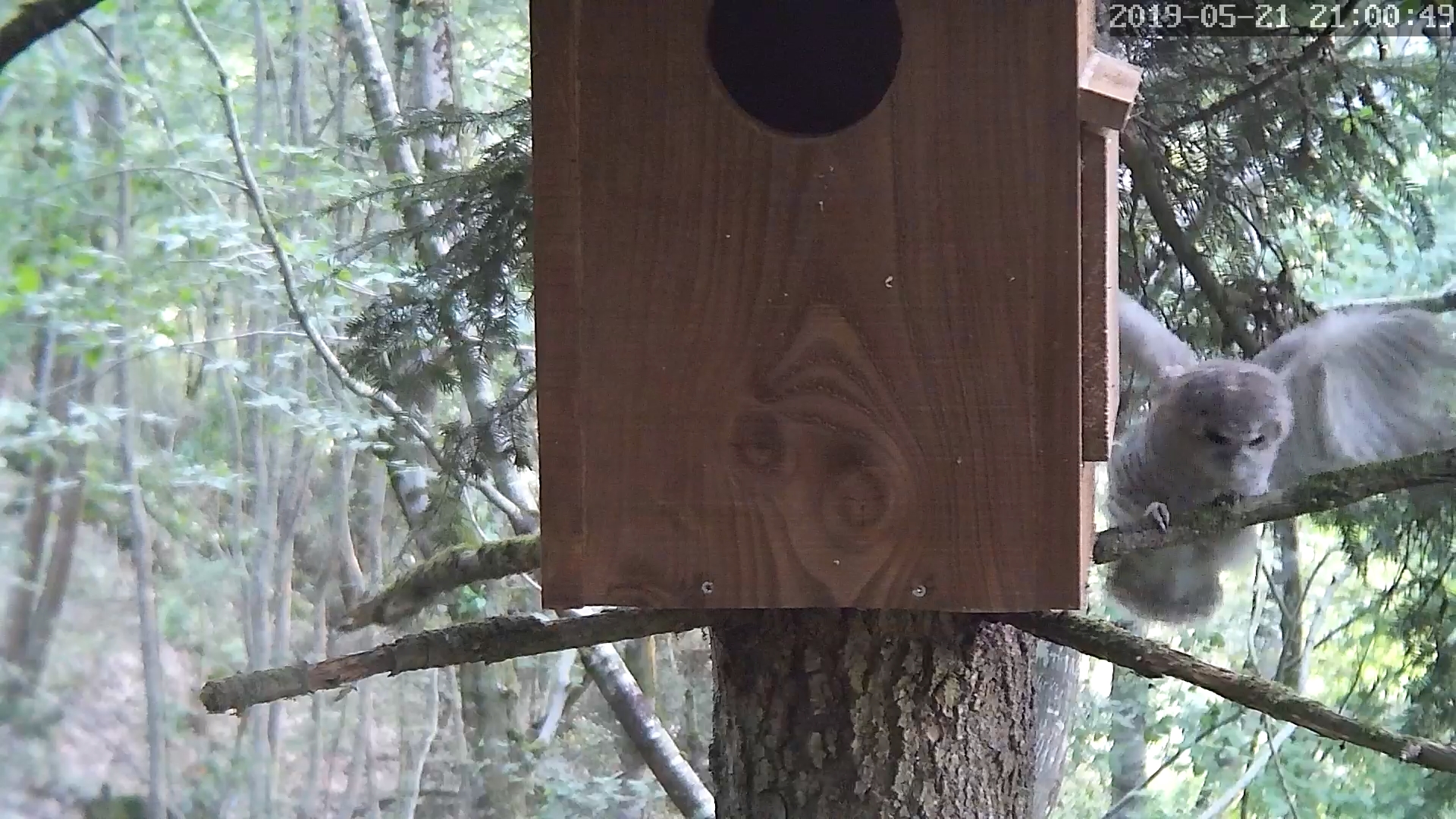 jeune hulotte 21 05 2019A.jpg