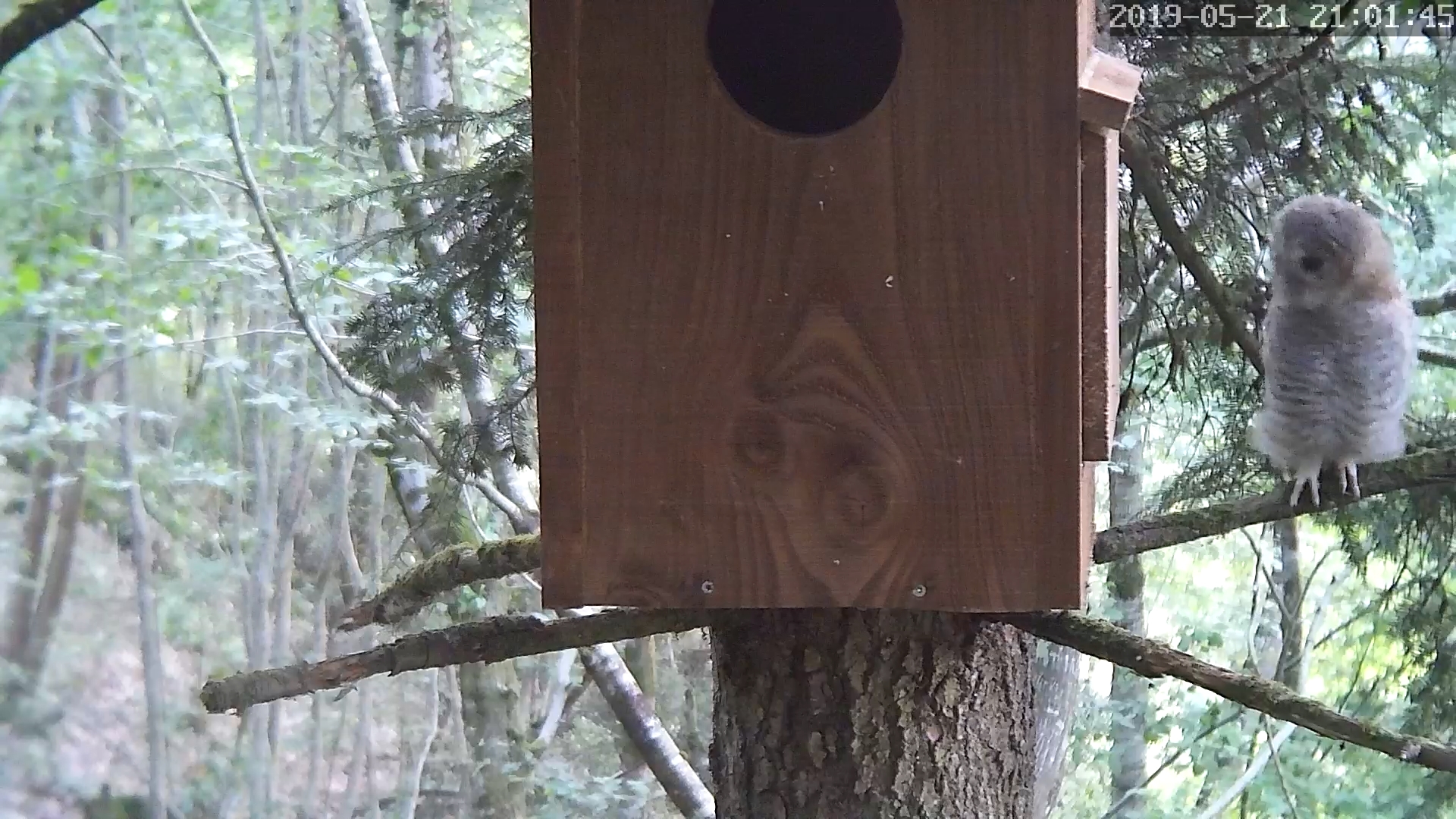 jeune hulotte 21 05 2019B.jpg