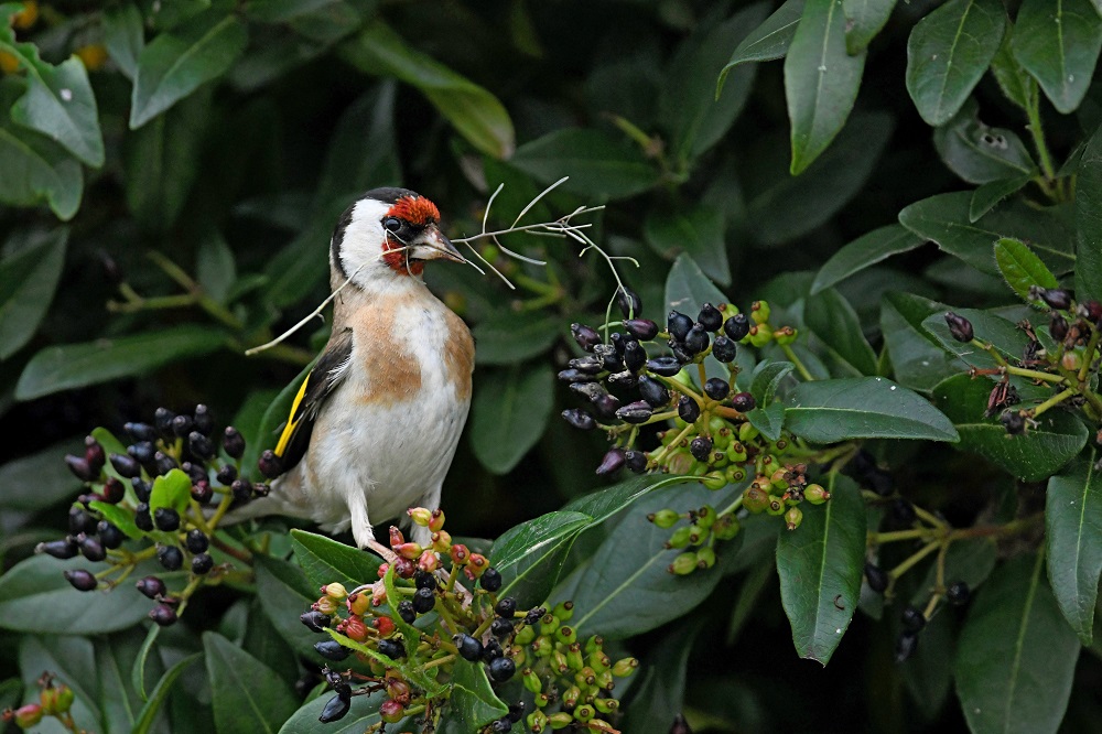 _DSC6535 - Copie - Copie.jpg