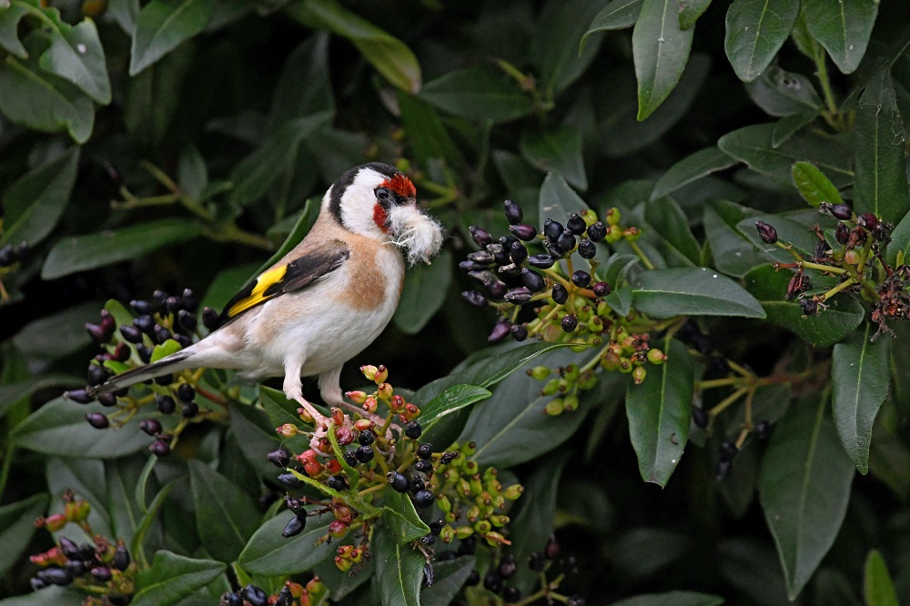 _DSC6528 - Copie.jpg