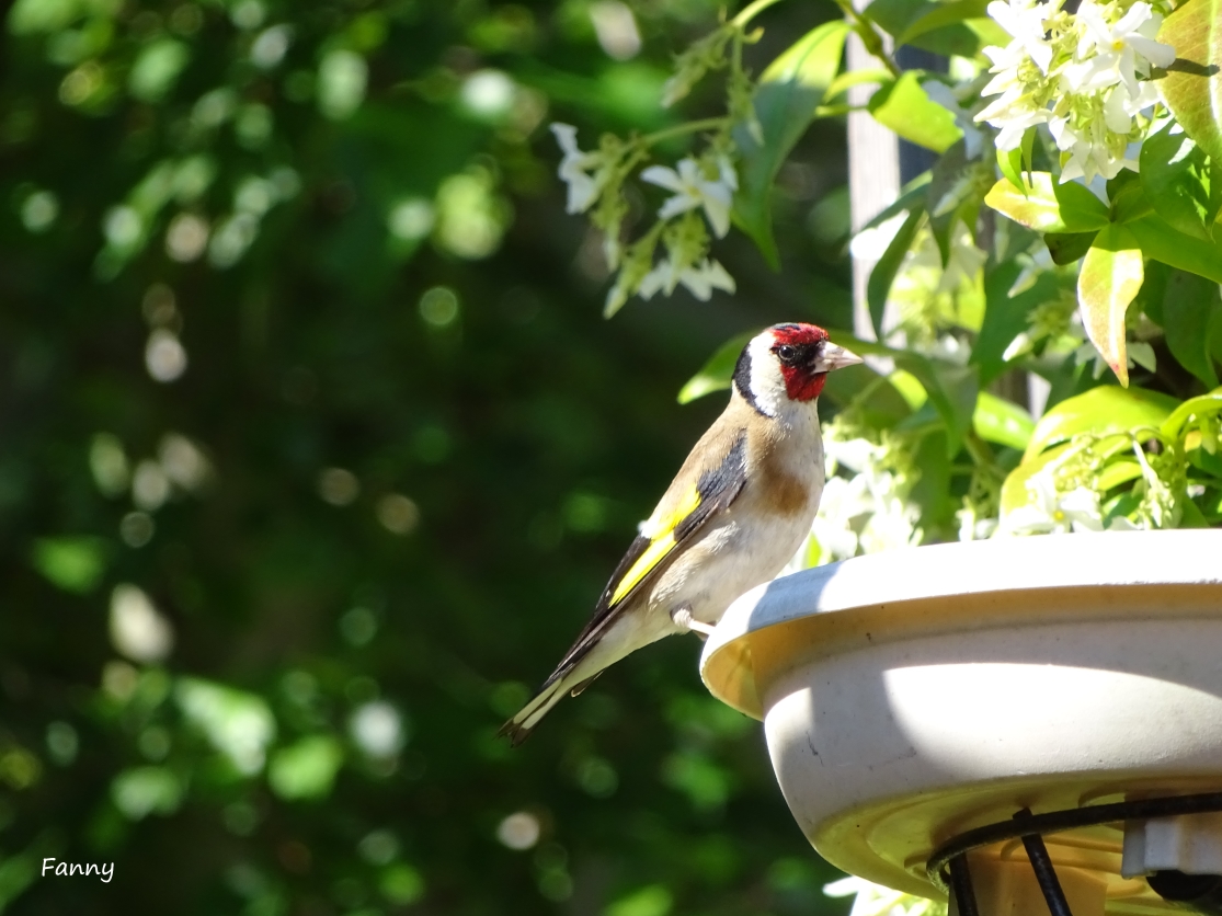 Chardonneret.DSC05425.jpg