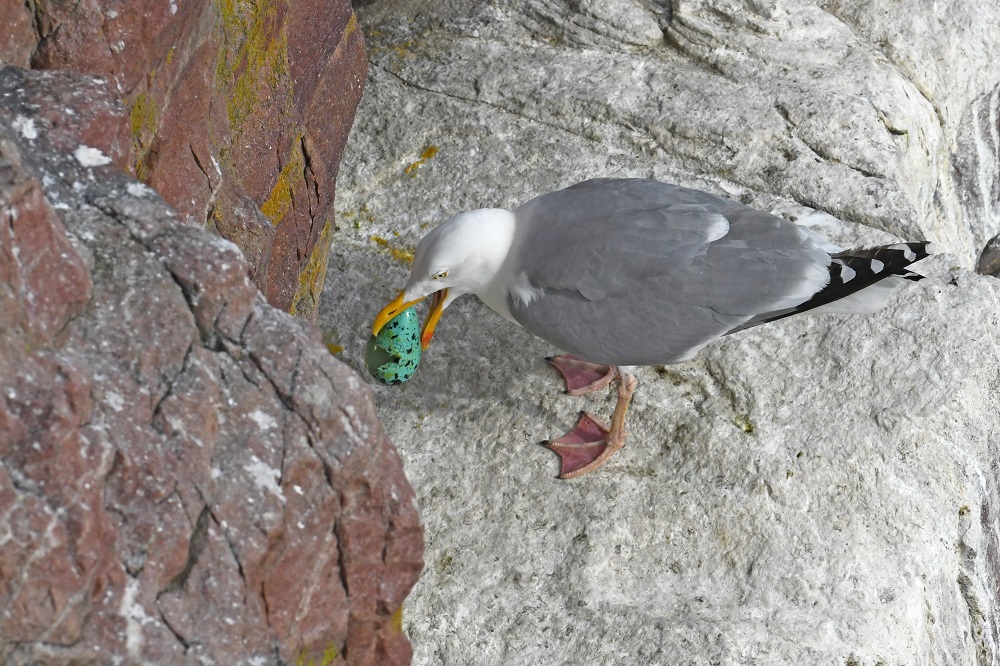 DSC_0497 - Copie - Copie.jpg