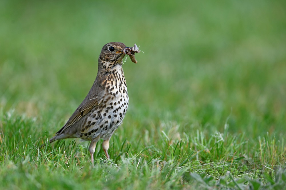 _DSC6430 - Copie.jpg