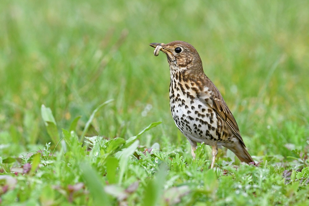 _DSC6097 - Copie.jpg