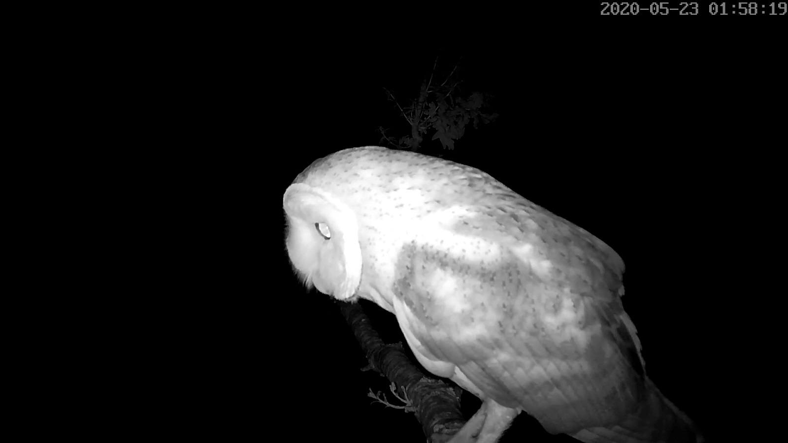 effraie 23 05 2020.jpg