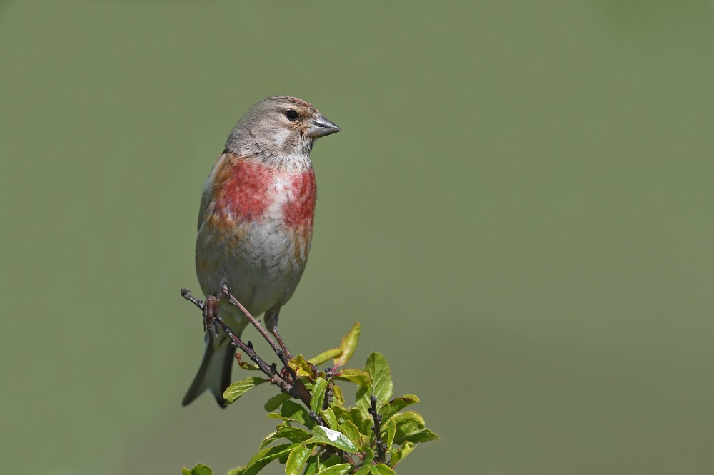 DSC_2232.jpg