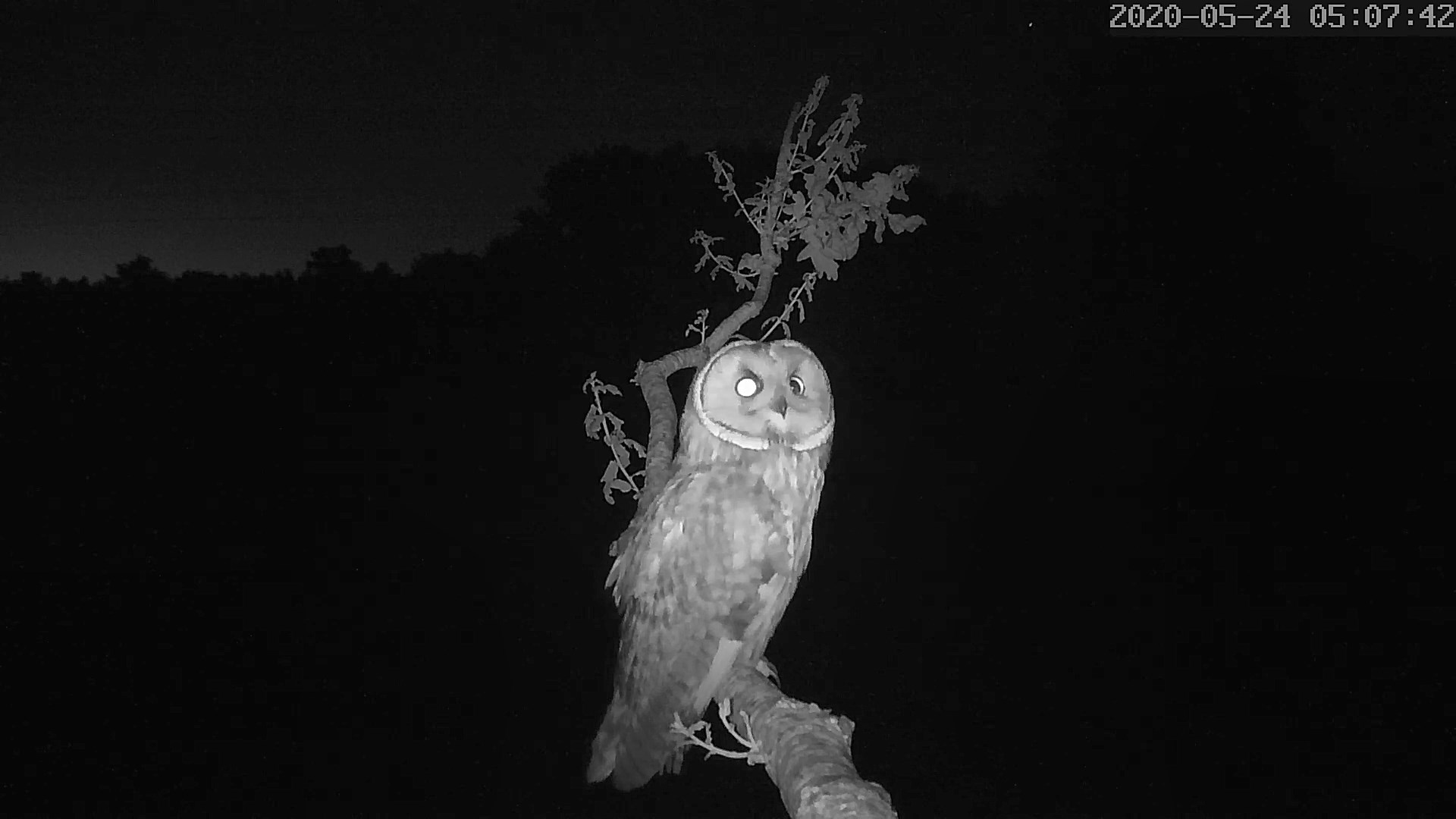 moyen duc 24 05 2020.jpg