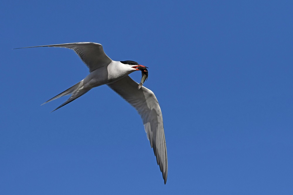 DSC_1492.jpg