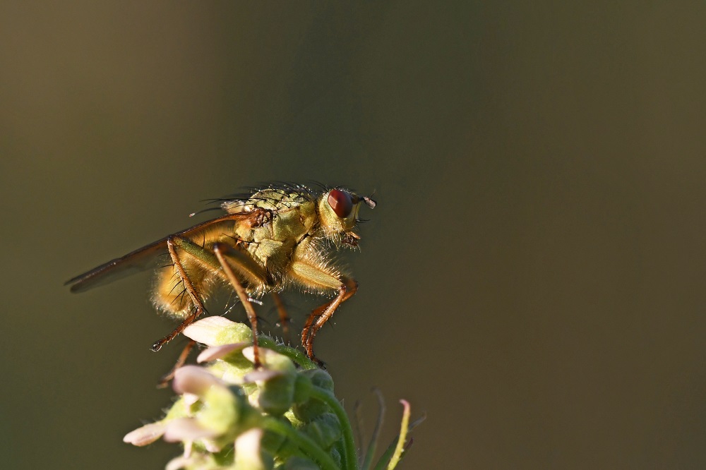 DSC_1197 - Copie.jpg