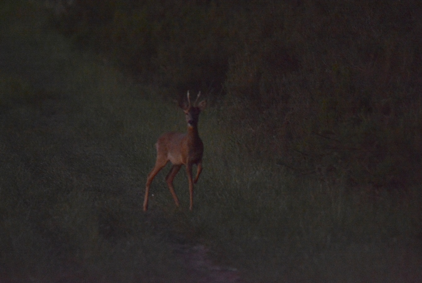 DSC_6843bis - Copie.jpg