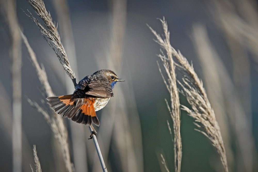 _DSC8134 - Copie.jpg