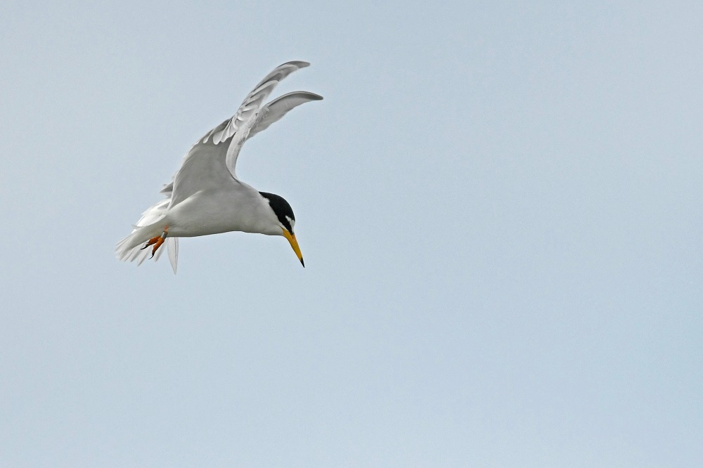 _DSC9003.jpg