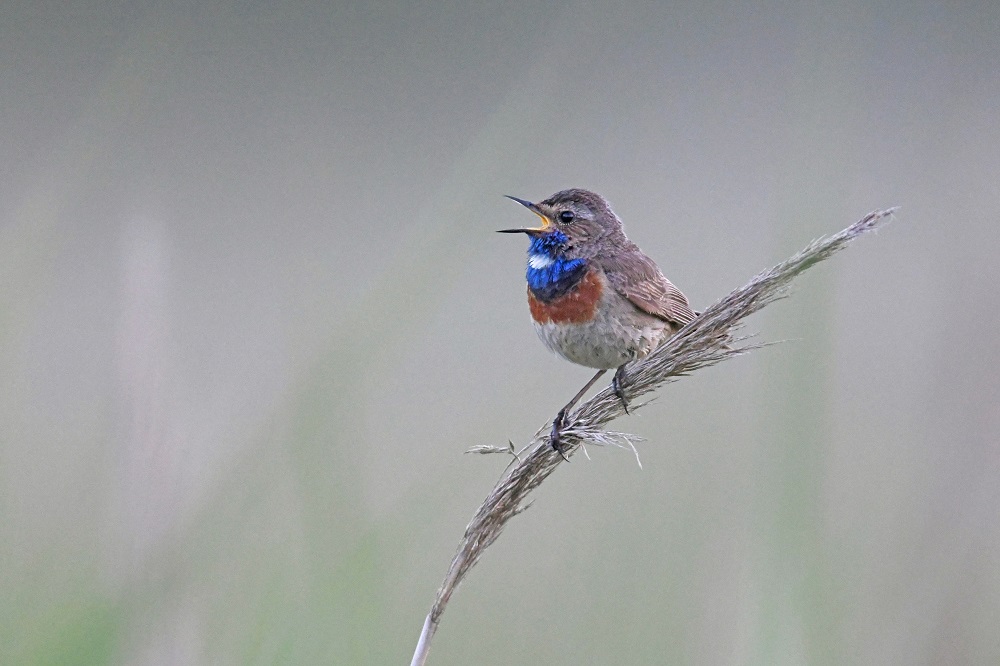 _DSC8671 - Copie.jpg