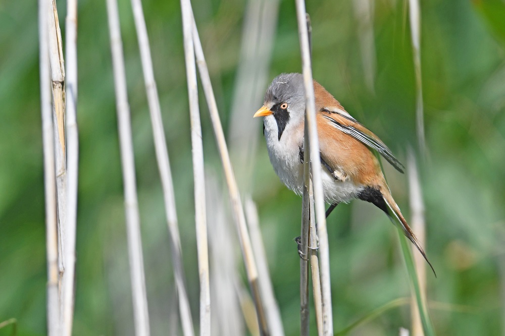 DSC_3407 - Copie.jpg