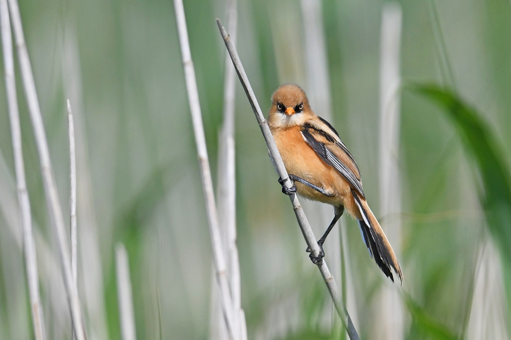 DSC_3326 - Copie.jpg