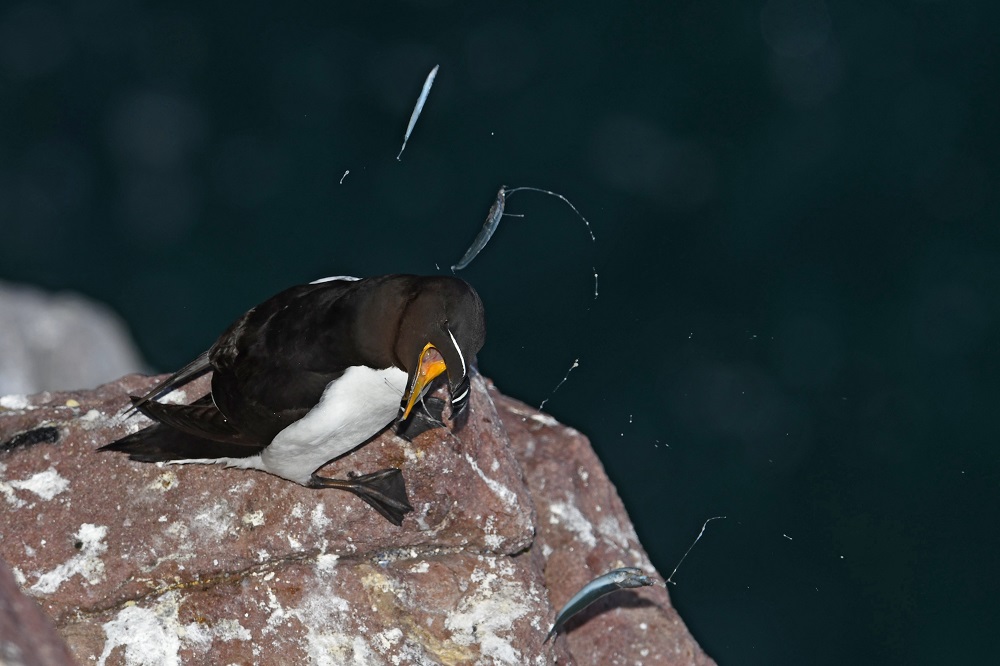 DSC_4702 - Copie.jpg
