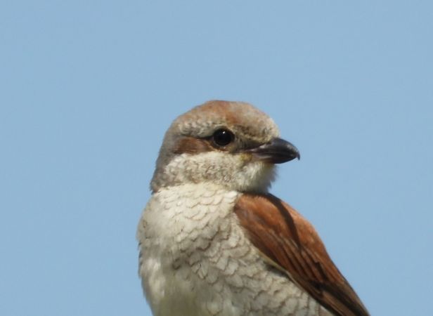 5542-3776924-3614.jpg