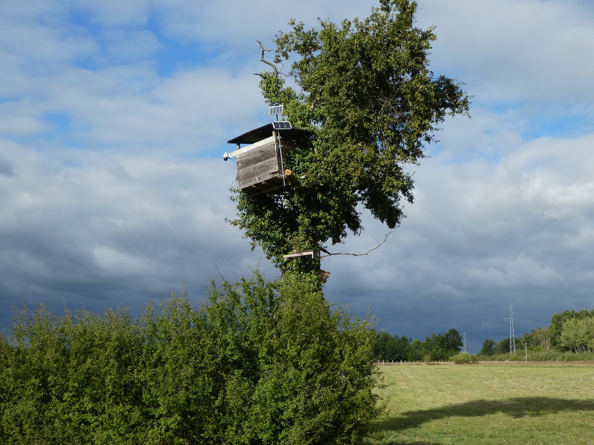 haie sous le chene