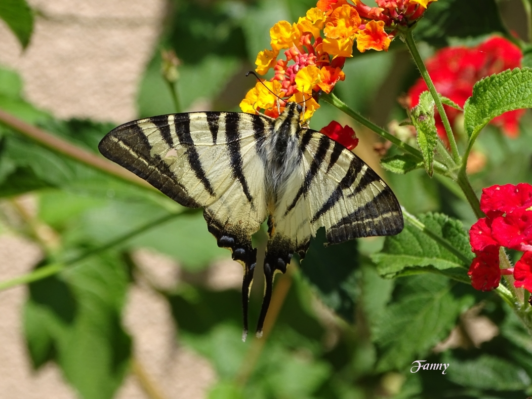 Papillon  signé DSC05967.jpg