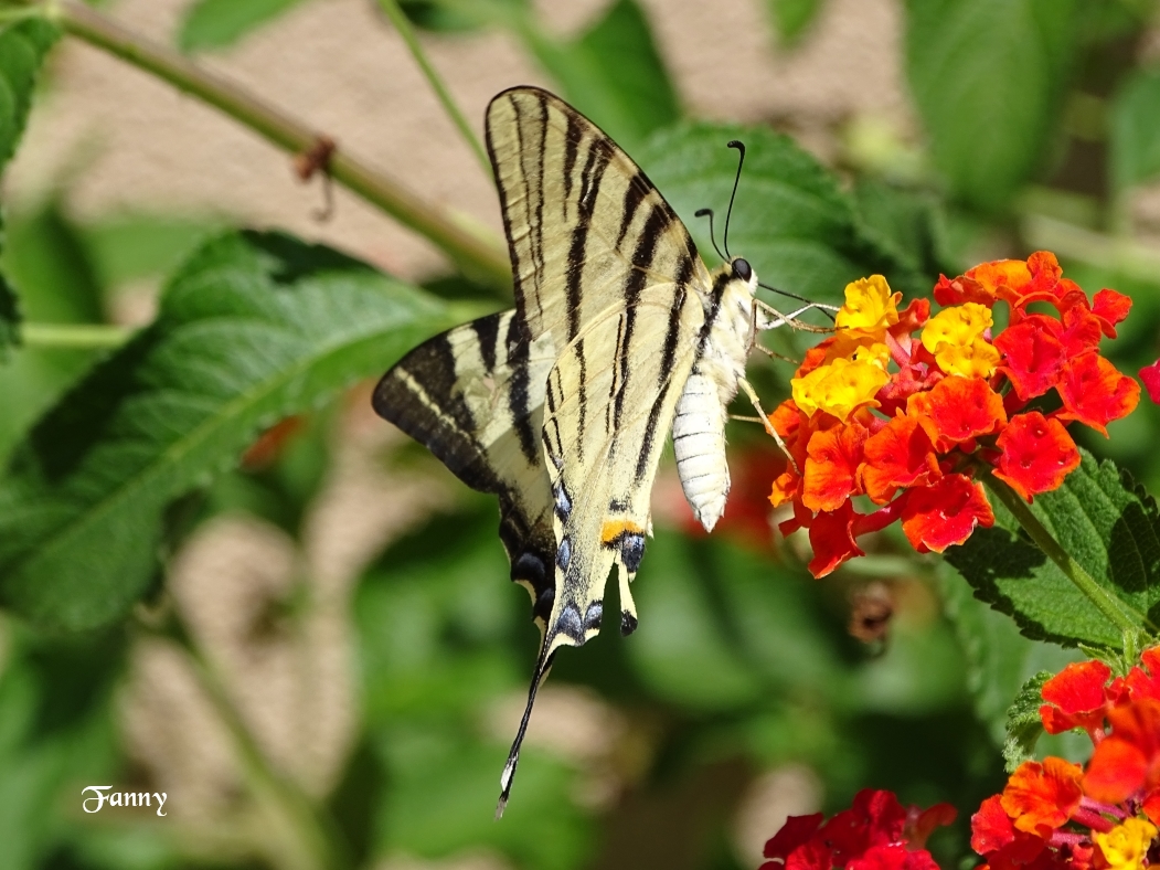 Papillon signé DSC05966.jpg