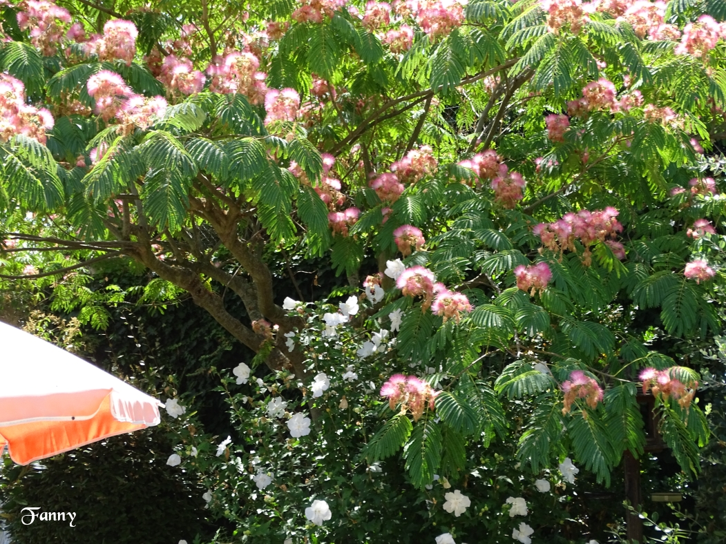 Albizia Signé DSC05990.jpg