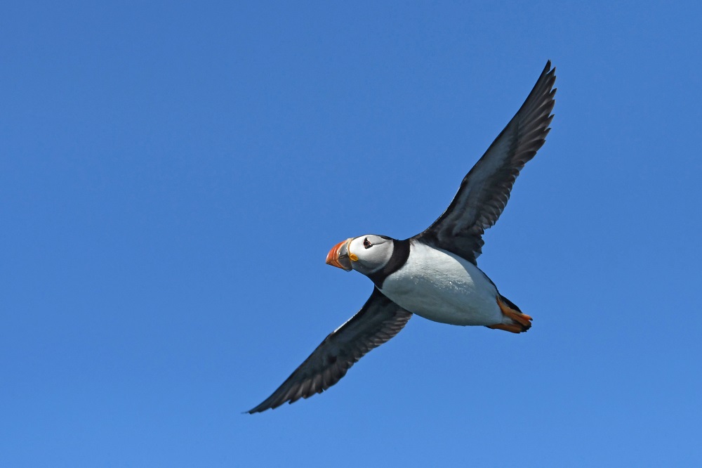 DSC_7942 - Copie.jpg