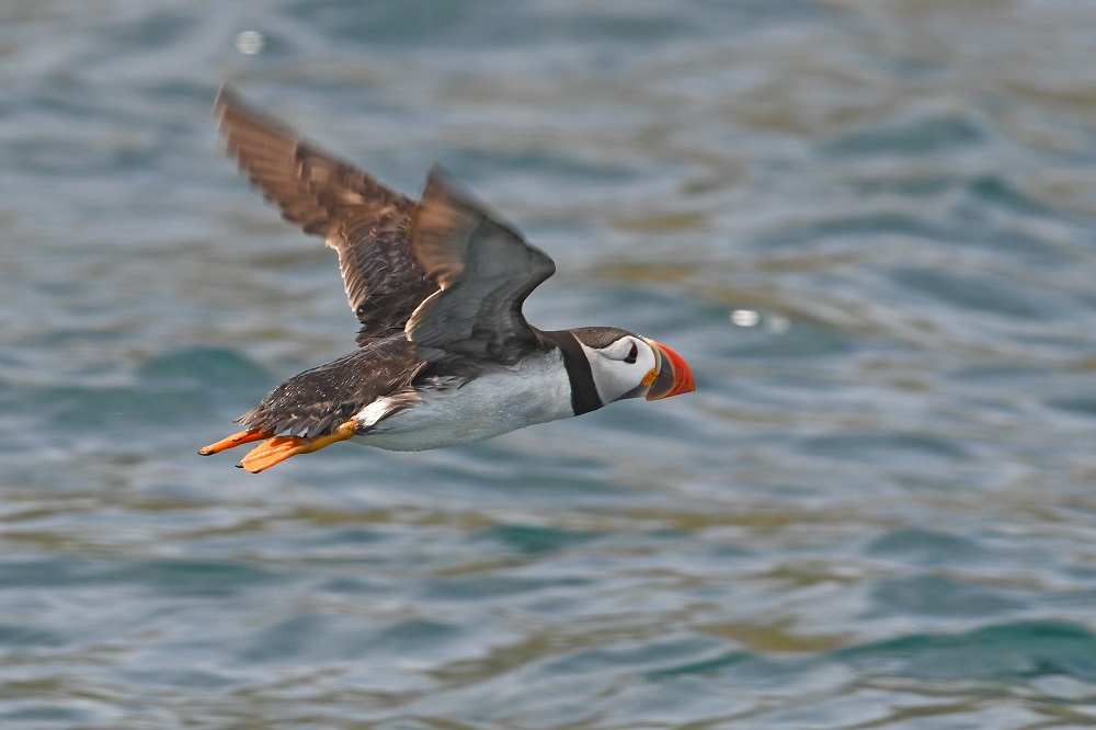 DSC_6381 - Copie.jpg