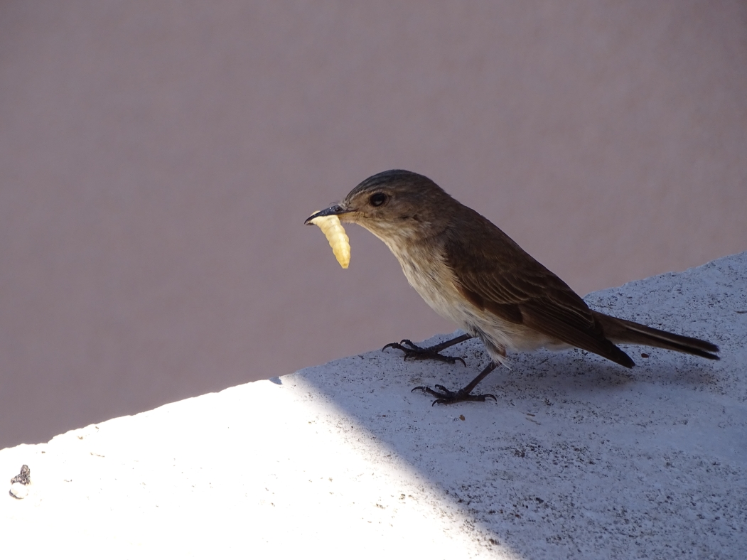 DSC06052.jpg